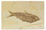 Detailed Fossil Fish (Knightia) - Wyoming #373704-1